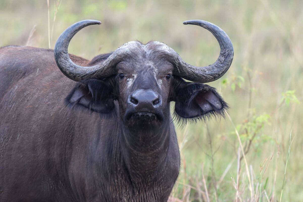 Cape buffalo (Syncerus caffer) at uMkhuze Game Reserve