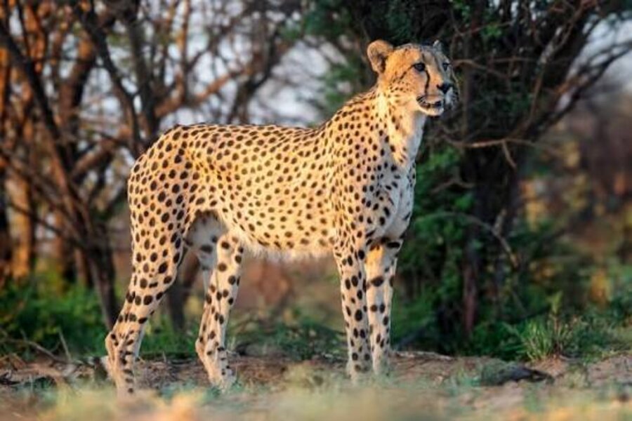 Cheetah (Acinonyx jubatus) at uMkhuze Game Reserve