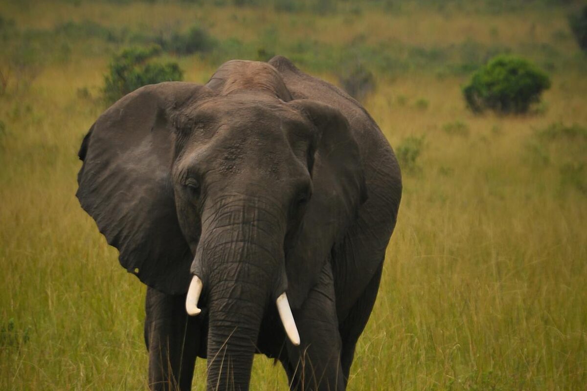 African elephant (Loxodonta africana) at uMkhuze Game Reserve
