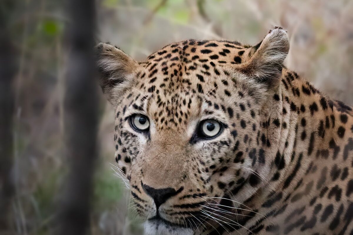 Leopard (Panthera pardus) at uMkhuze Game Reserve