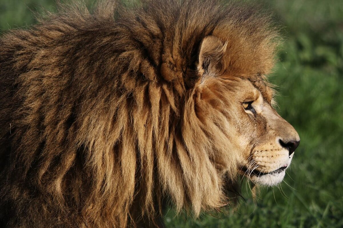 Lion (Panthera leo) at uMkhuze Game Reserve