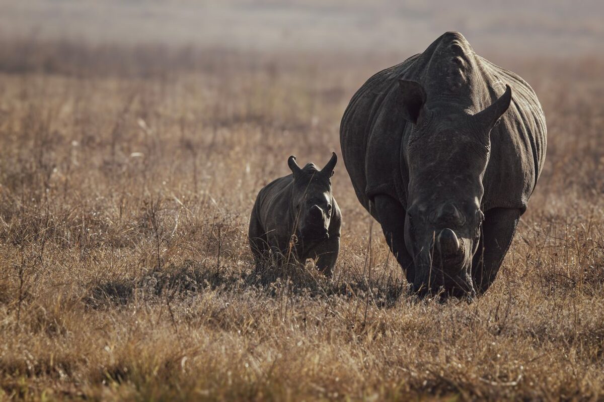 White rhino (Ceratotherium simum) at uMkhuze Game Reserve