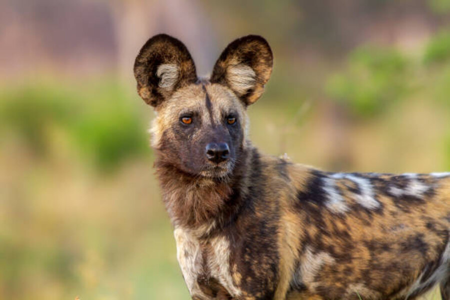 African wild dog (Lycaon pictus) at uMkhuze Game Reserve