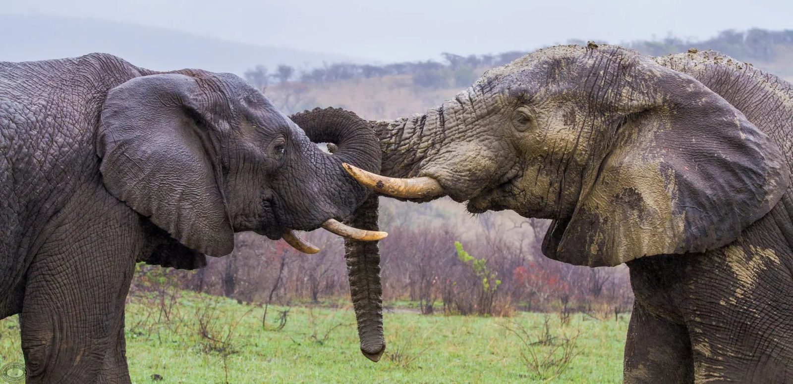 Two elephants meeting trunk to trunk