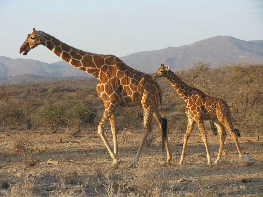 Two giraffes browsing in the bush