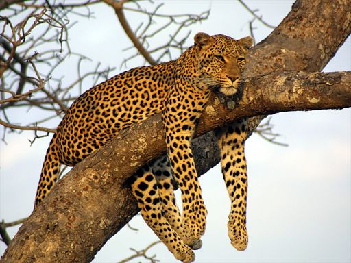 Leopard resting in a tree at uMkhuze