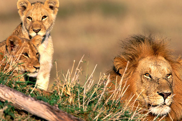 Lion pride at uMkhuze Game Reserve