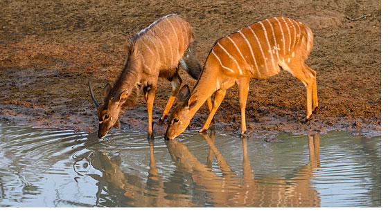 Nyala drinking at an uMkhuze waterhole