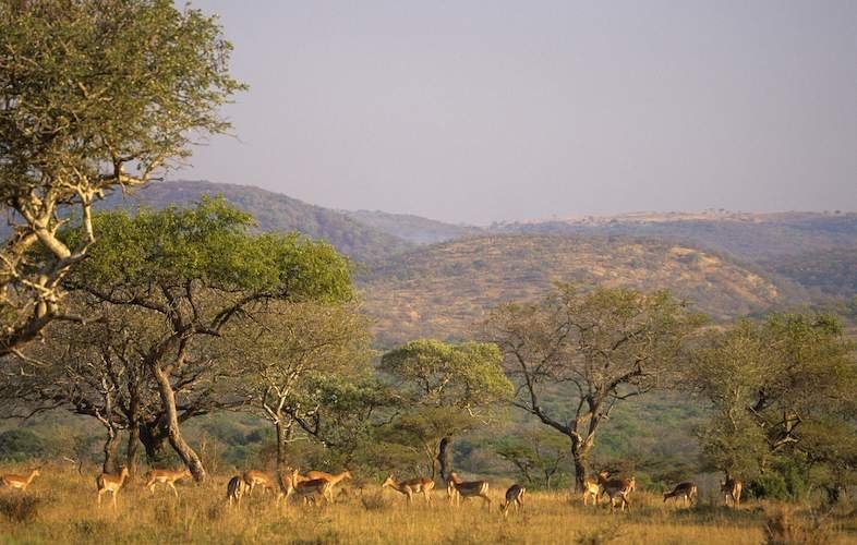 Impala herd on the plains under acacia trees