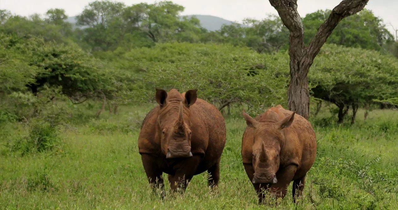 Two white rhino in green bushveld