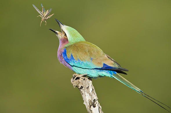 Lilac-breasted roller catching an insect