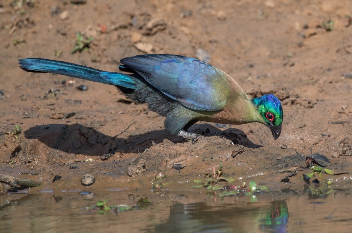 Purple-crested turaco drinking at a waterhole